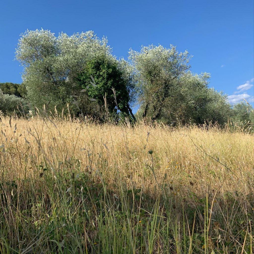 Olivi Toscana